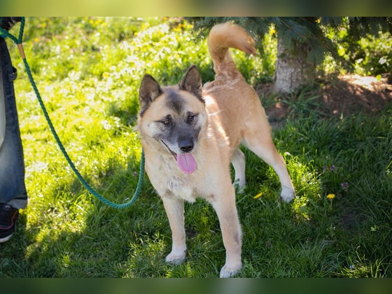 JUAN - der Akita Mix braucht etwas Zeit, bis er den Menschen vertrauen kann