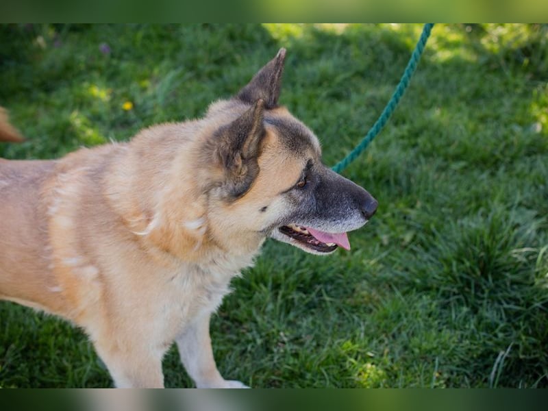 JUAN - der Akita Mix braucht etwas Zeit, bis er den Menschen vertrauen kann