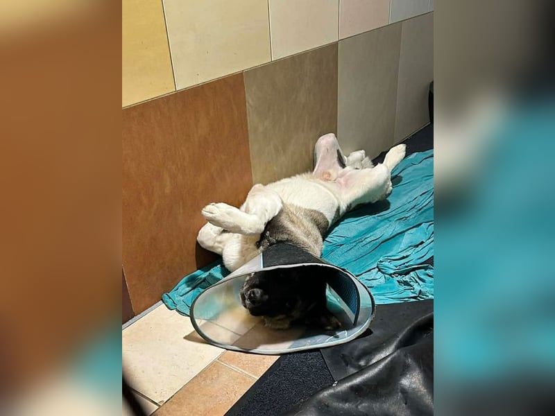 Chip-Nr. 141584 - der hübsche Rüde sucht ein hundeerfahrenes Zuhause!