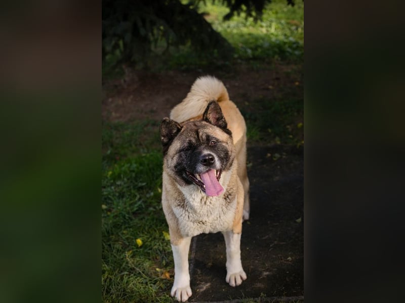 HEXE - welche hundeerfahrene Familie schenkt der Maus ein tolles Für-Immer Zuhause?