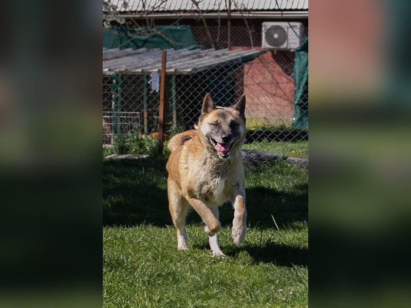 JUAN - der Akita Mix braucht etwas Zeit, bis er den Menschen vertrauen kann