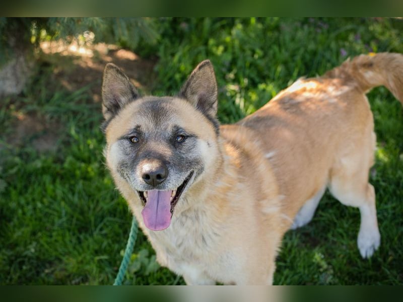 JUAN - der Akita Mix braucht etwas Zeit, bis er den Menschen vertrauen kann