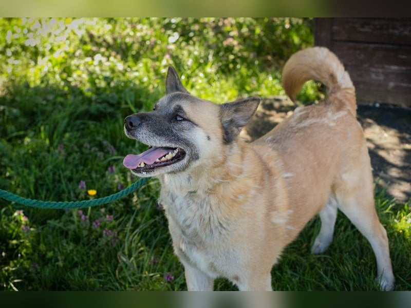 JUAN - der Akita Mix braucht etwas Zeit, bis er den Menschen vertrauen kann