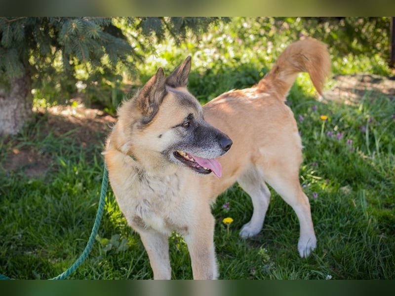 JUAN - der Akita Mix braucht etwas Zeit, bis er den Menschen vertrauen kann