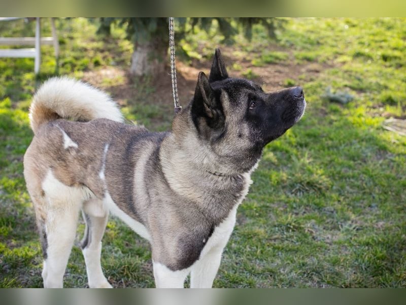 PICUS - der hübsche Rüde sucht ein hundeerfahrenes Zuhause!