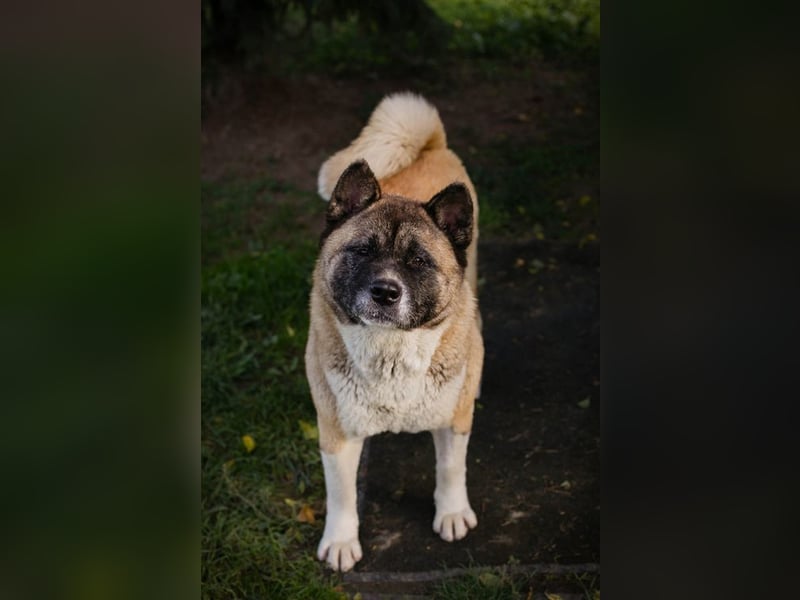 HEXE - welche hundeerfahrene Familie schenkt der Maus ein tolles Für-Immer Zuhause?
