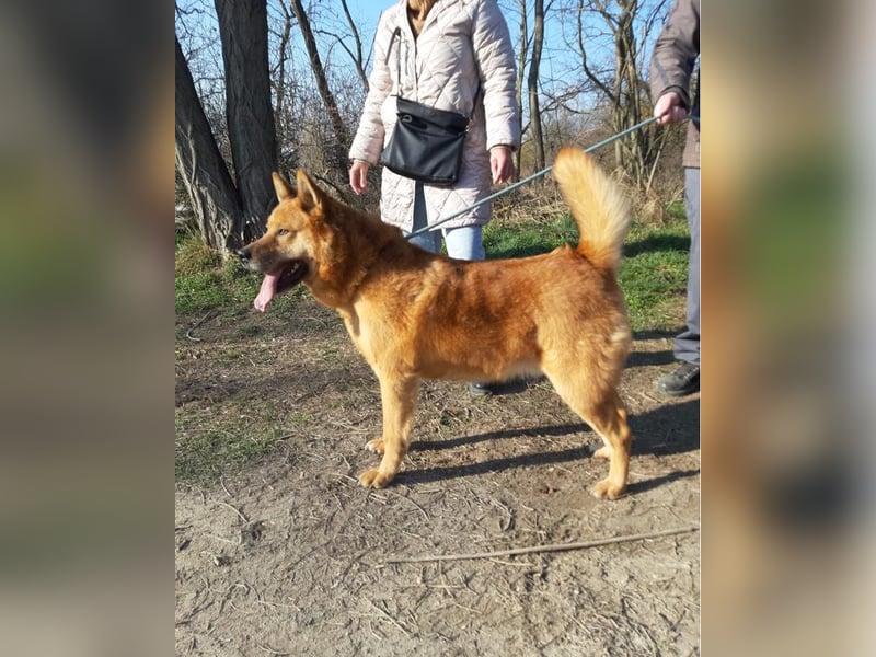 Huszár - aktiv, lernfreudig