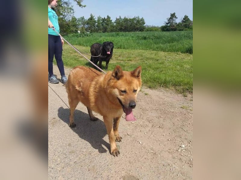 Huszár - aktiv, lernfreudig