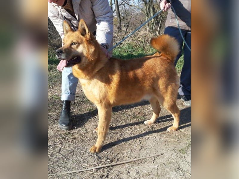 Huszár - aktiv, lernfreudig