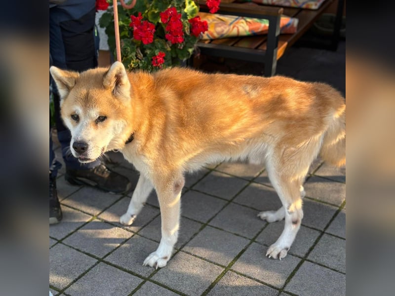 Ruhiger Don sucht sein Zuhause ❤️