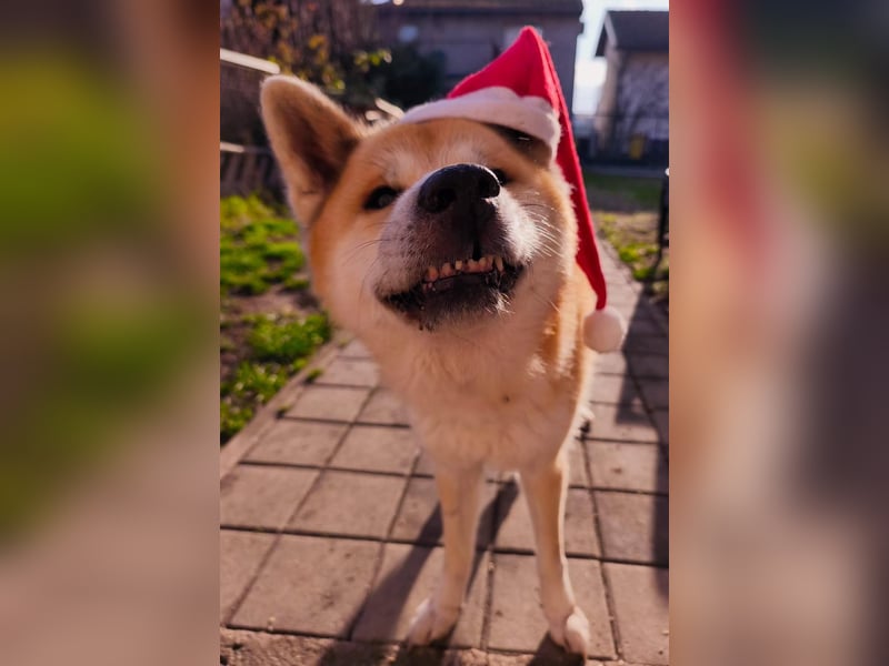 Oldie Don wartet auf seine Familie ❤️