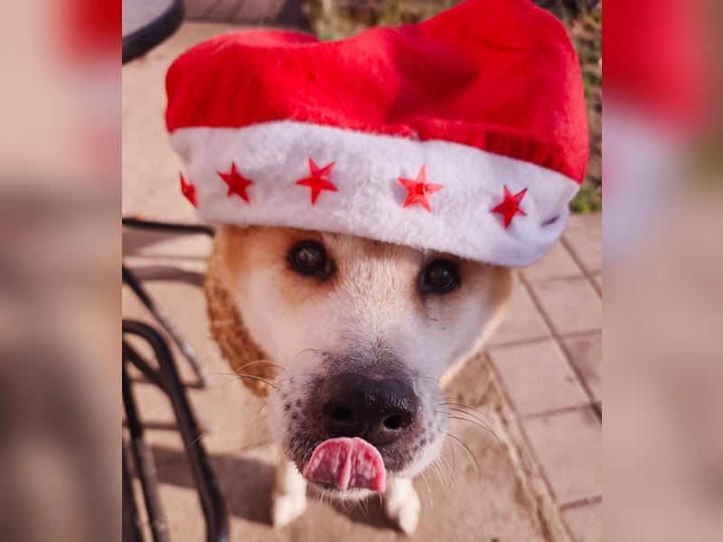 Oldie Don wartet auf seine Familie ❤️