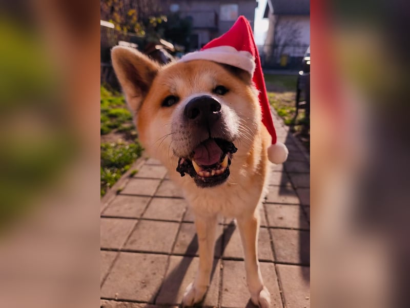 Oldie Don wartet auf seine Familie ❤️