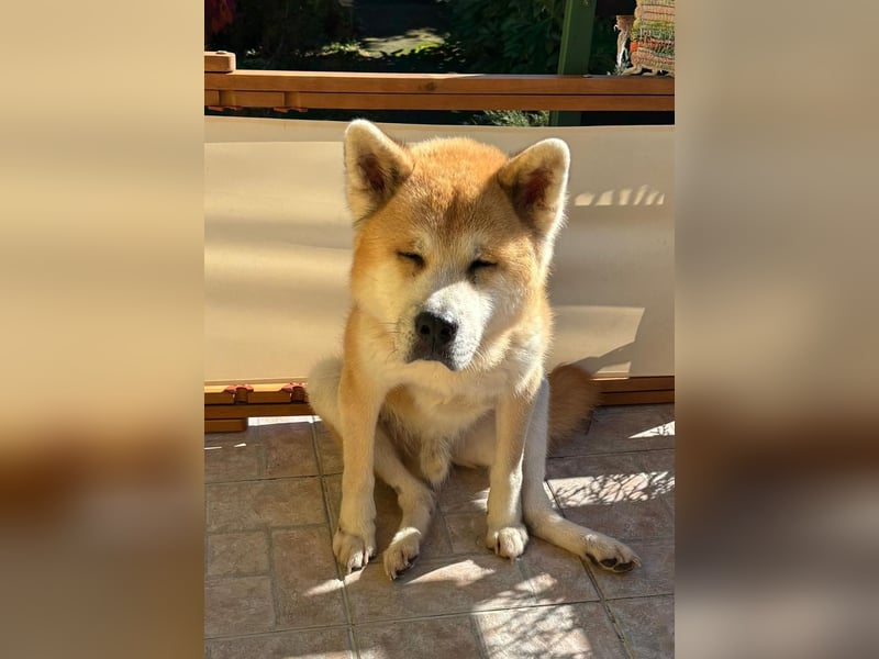 Oldie Don wartet auf seine Familie ❤️