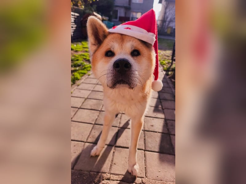 Oldie Don wartet auf seine Familie ❤️