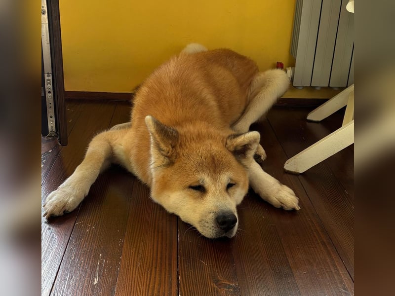 Oldie Don wartet auf seine Familie ❤️