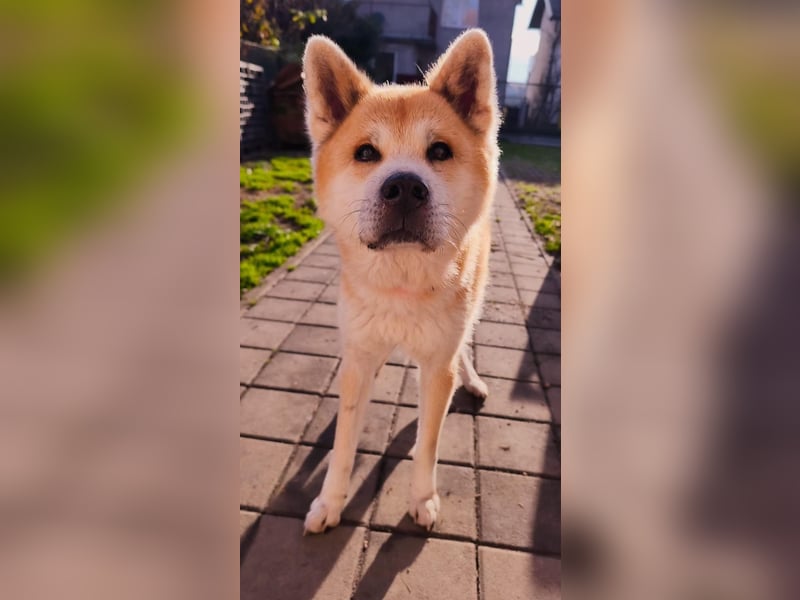 Oldie Don wartet auf seine Familie ❤️