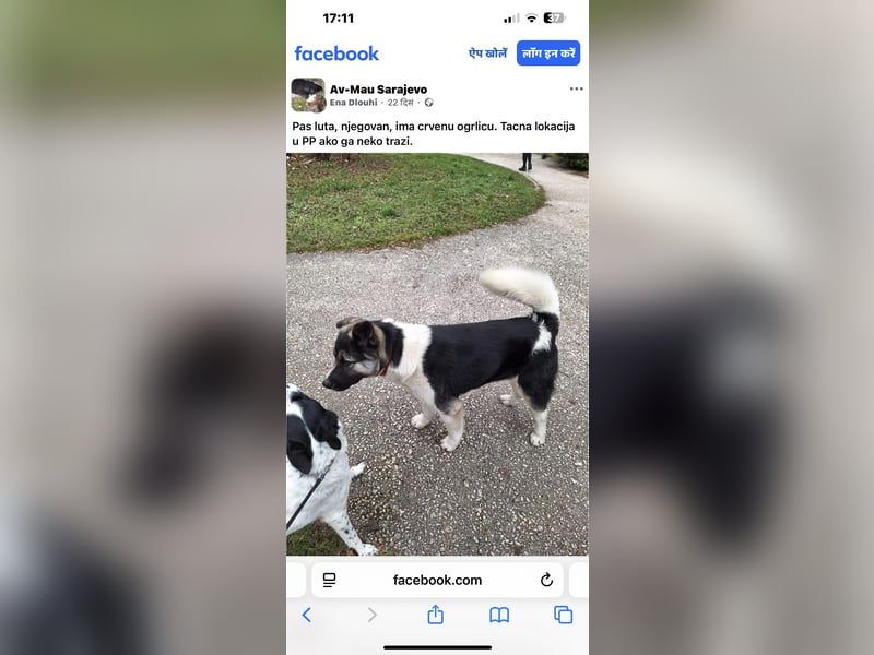  Benji sucht seine Menschen fürs Leben 