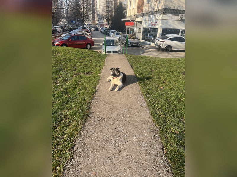  Benji sucht seine Menschen fürs Leben 