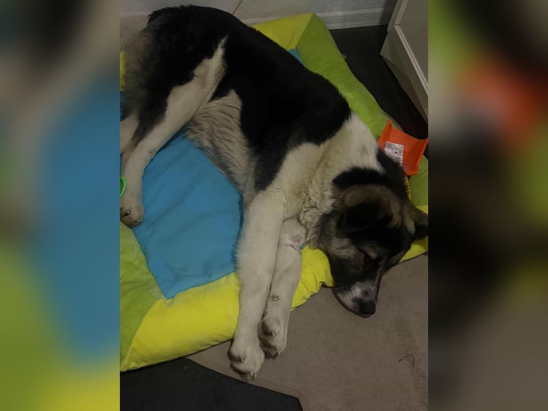  Benji sucht seine Menschen fürs Leben 
