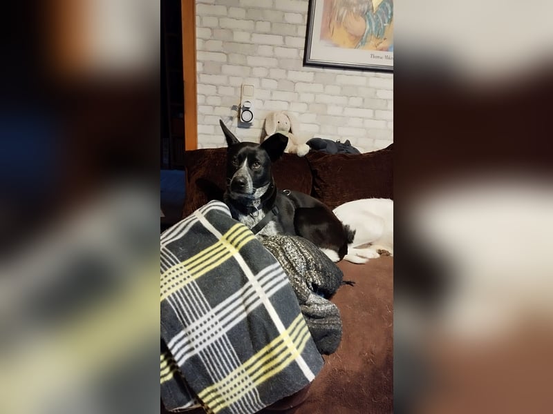 HANNES - sucht die Nadel im Heuhaufen!