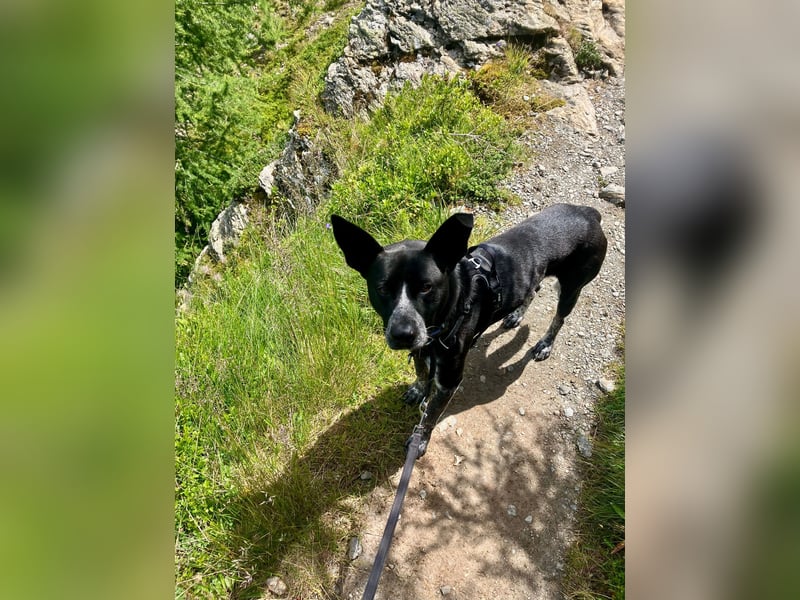 HANNES - sucht die Nadel im Heuhaufen!