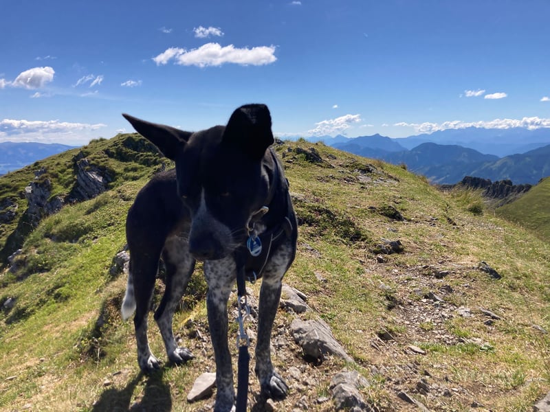 HANNES - sucht die Nadel im Heuhaufen!
