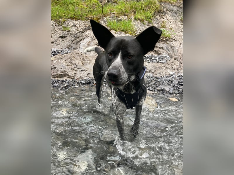 HANNES - sucht die Nadel im Heuhaufen!