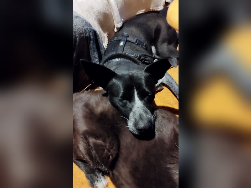 HANNES - sucht die Nadel im Heuhaufen!