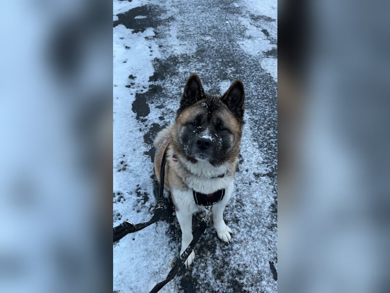 American Akita Inu