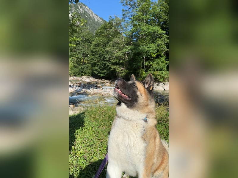 American Akita Inu
