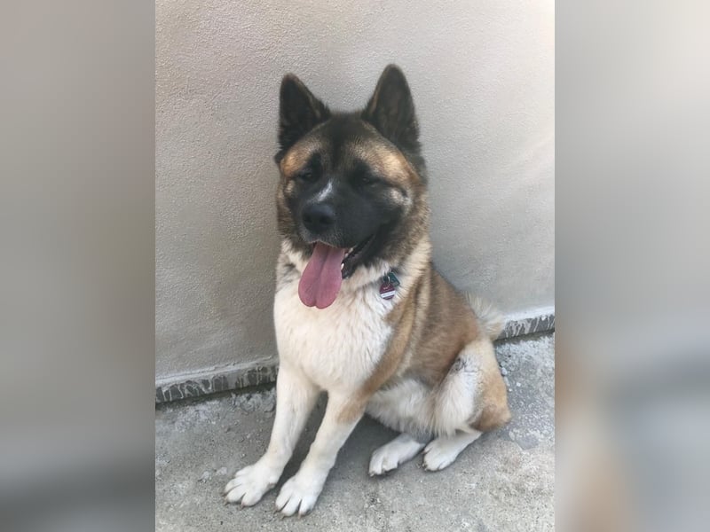 American Akita Inu