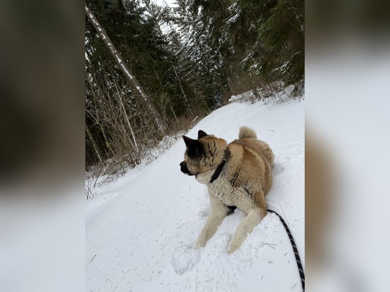 American Akita Inu