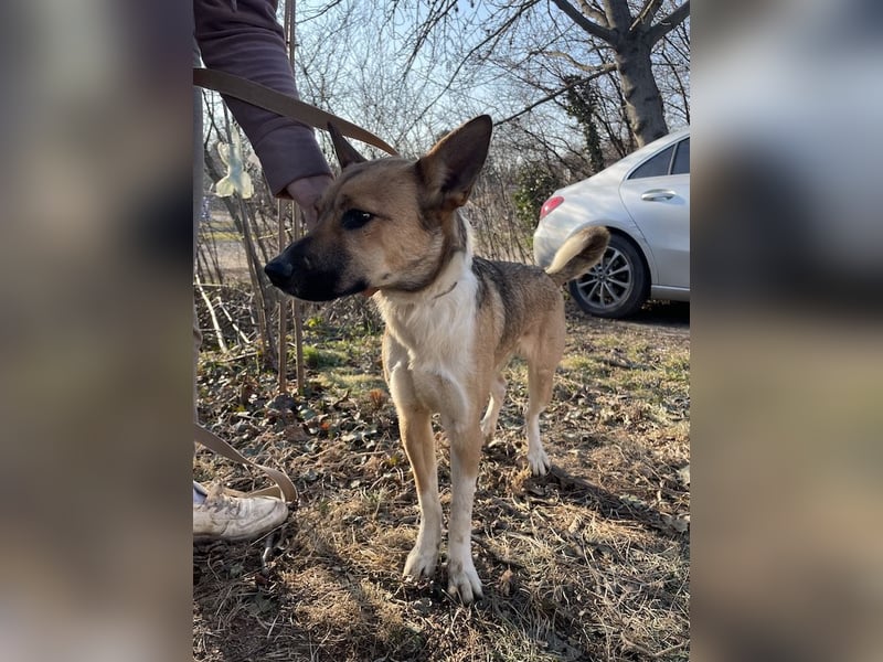 Dugó, verspielter Akitamix, ca. 2 Jahre, ca. 53cm, ca. 18kg