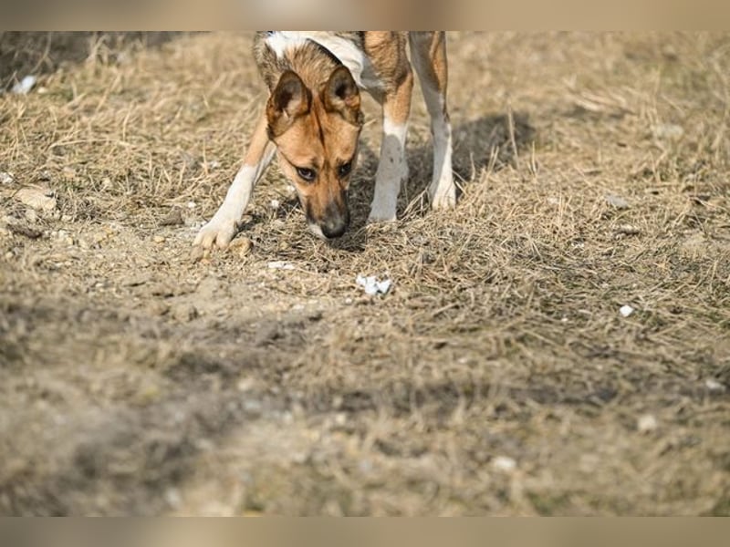 Dugó, verspielter Akitamix, ca. 2 Jahre, ca. 53cm, ca. 18kg