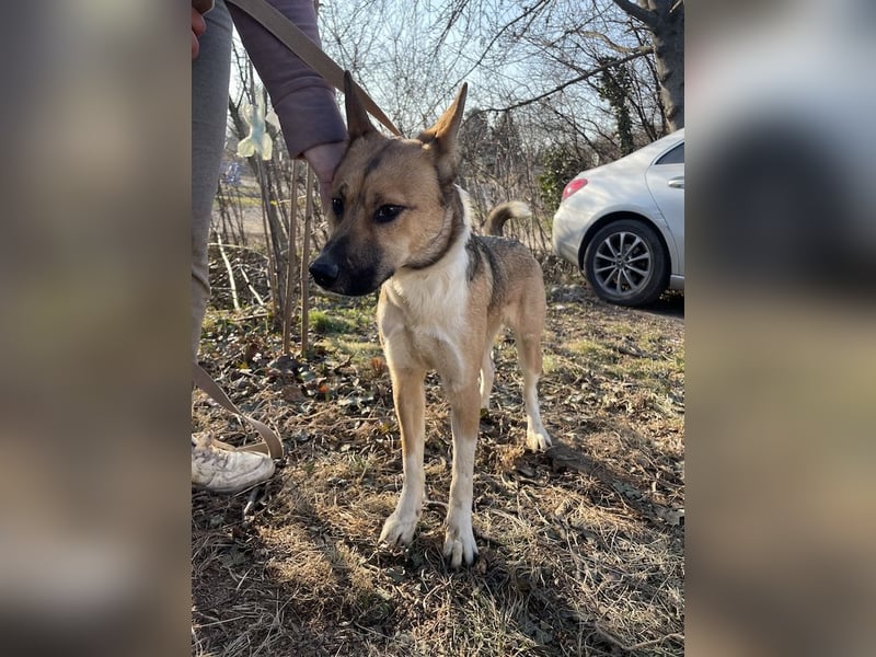 Dugó, verspielter Akitamix, ca. 2 Jahre, ca. 53cm, ca. 18kg