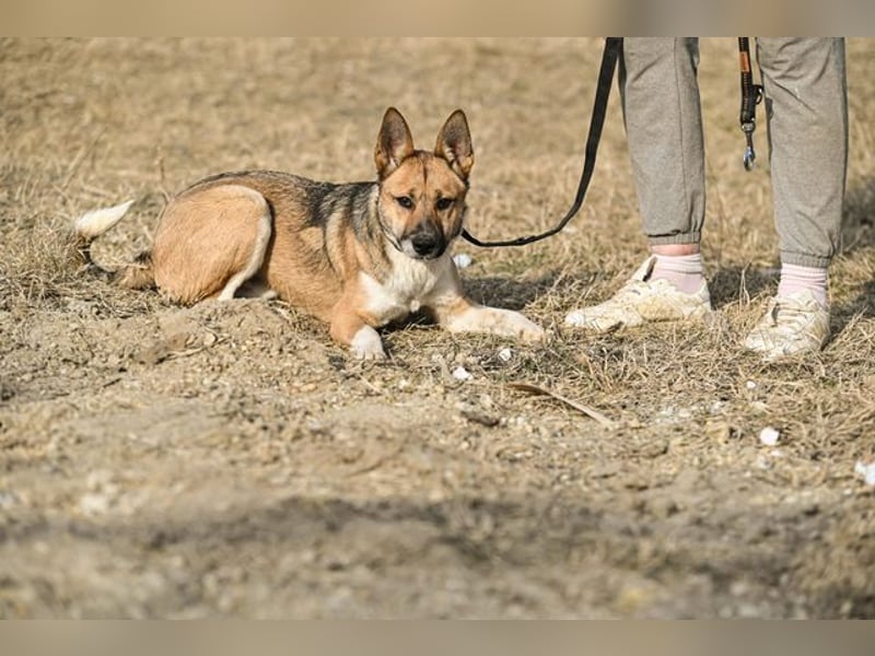Dugó, verspielter Akitamix, ca. 2 Jahre, ca. 53cm, ca. 18kg