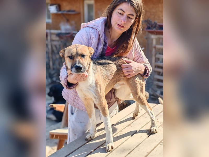 Dugó, verspielter Akitamix, ca. 2 Jahre, ca. 53cm, ca. 18kg