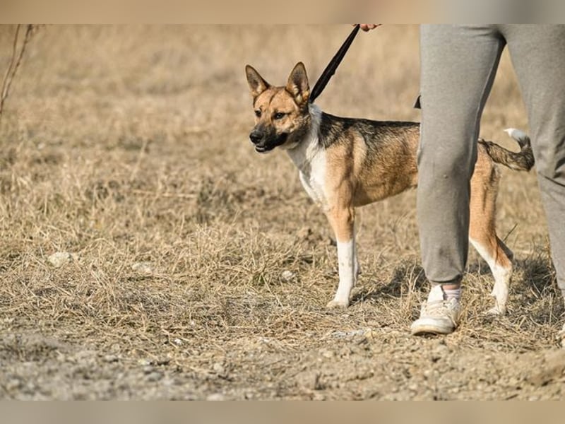 Dugó, verspielter Akitamix, ca. 2 Jahre, ca. 53cm, ca. 18kg