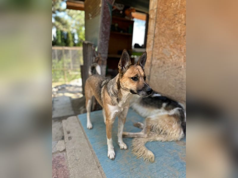 Dugó, verspielter Akitamix, ca. 2 Jahre, ca. 53cm, ca. 18kg