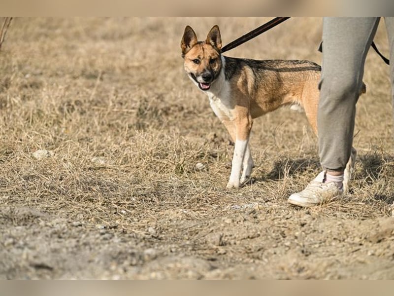 Dugó, verspielter Akitamix, ca. 2 Jahre, ca. 53cm, ca. 18kg