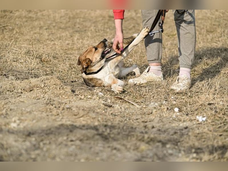 Dugó, verspielter Akitamix, ca. 2 Jahre, ca. 53cm, ca. 18kg