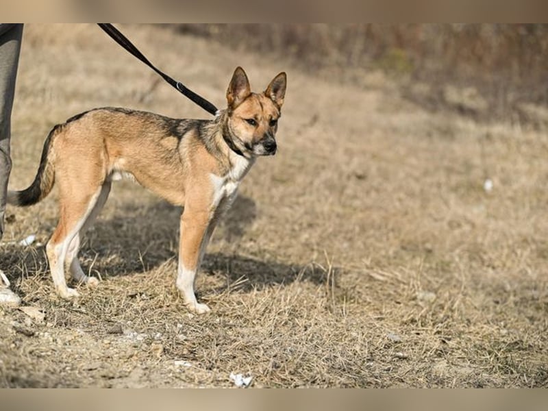 Dugó, verspielter Akitamix, ca. 2 Jahre, ca. 53cm, ca. 18kg