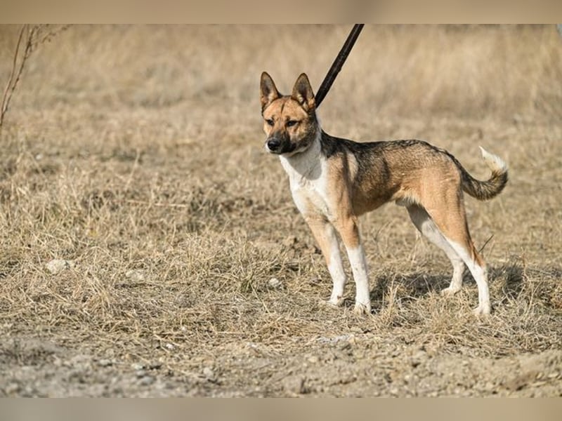 Dugó, verspielter Akitamix, ca. 2 Jahre, ca. 53cm, ca. 18kg