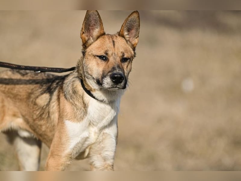 Dugó, verspielter Akitamix, ca. 2 Jahre, ca. 53cm, ca. 18kg