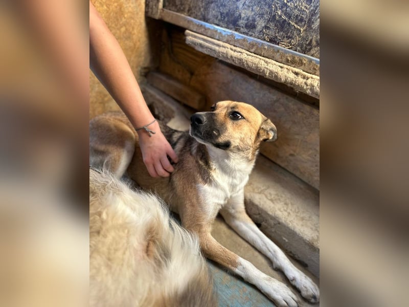 Dugó, verspielter Akitamix, ca. 2 Jahre, ca. 53cm, ca. 18kg