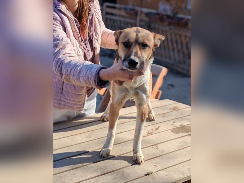 Dugó, verspielter Akitamix, ca. 2 Jahre, ca. 53cm, ca. 18kg