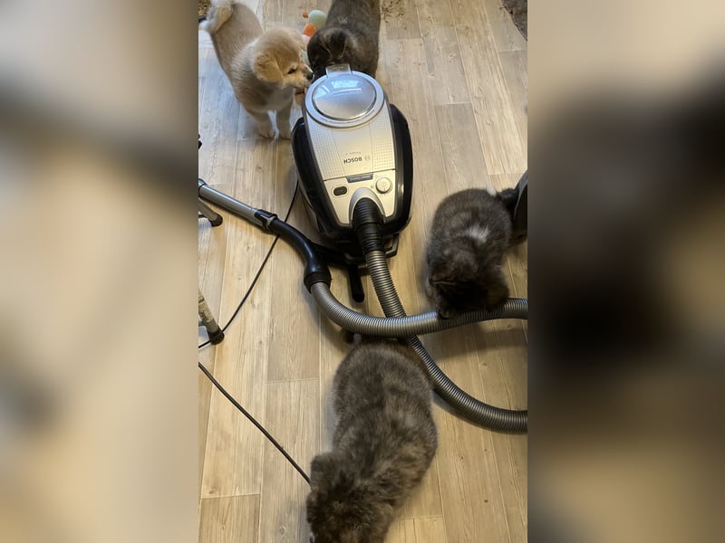 Akita- Welpen - C- Wurf - noch 2 Welpen verfügbar - VDH/AC -