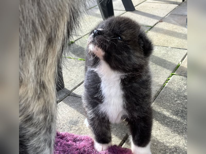 Akita- Welpen - C- Wurf - aus VDH-Zucht - verfügbar