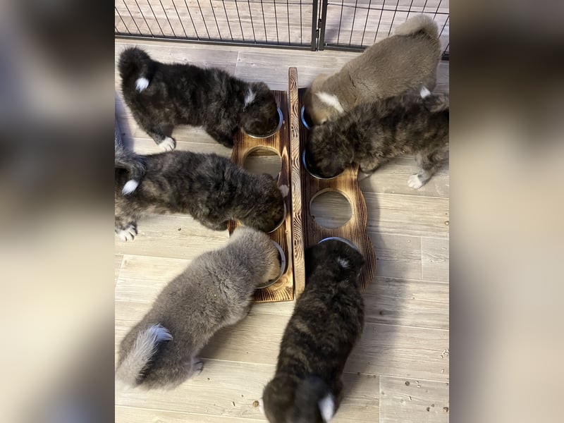 Akita- Welpen - C- Wurf - aus VDH-Zucht - verfügbar